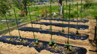 Thumbnail of post image 062